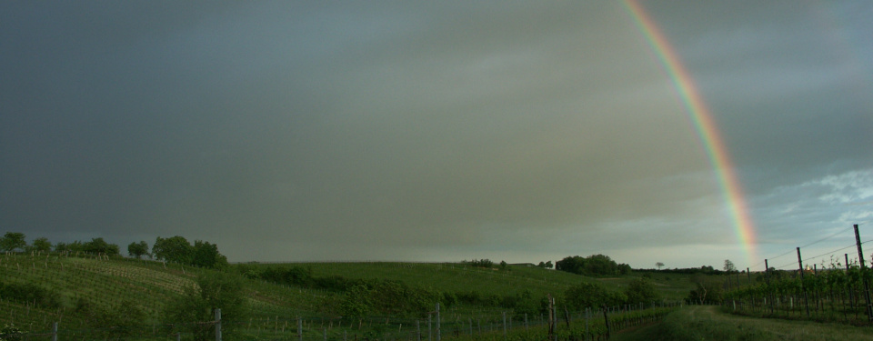 Rainbow above the vineyards of Gols