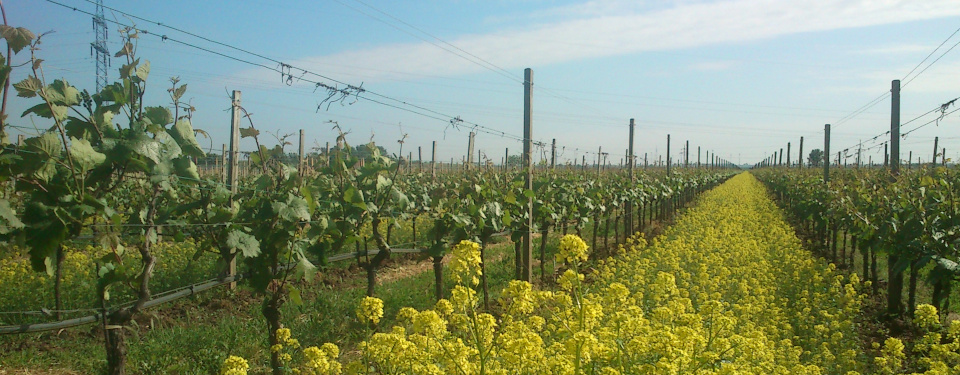 Yellow rape blossoms between rows of grapevines