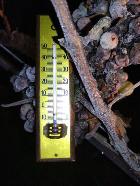 An old thermometer between frozen grapes showing -10 Cesius