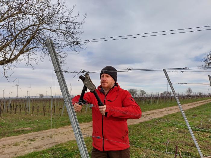 Andreas with a large clamping collet tensioning wire in the vineyard.