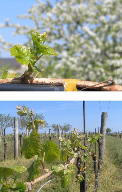 Young grapevine shoots.