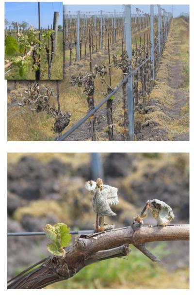 Frost damage - frozen and wilted shoots.