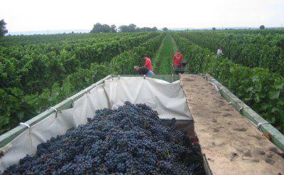 Zweigelt grapes on a trailer