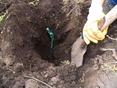 Young vine in planting hole.