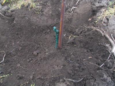 Young grapevine ready to grow (with support rod).