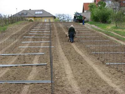Distributing the pillars - They will later on support the trellis.