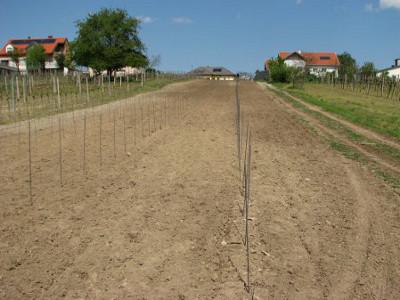 All support rods are up - The vines can now be planted next to them.
