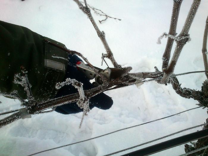 Nahaufnahme einer Hand mit Rebschere die eine mit Eis bedeckte Rebe schneidet.