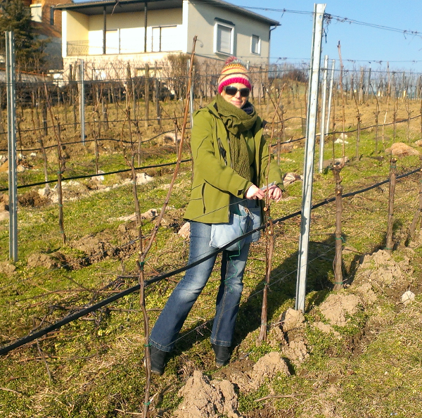 Kathrin mit Sonnenbrille im Weingarten beim Anbinden der Reben am Drahtrahmen.