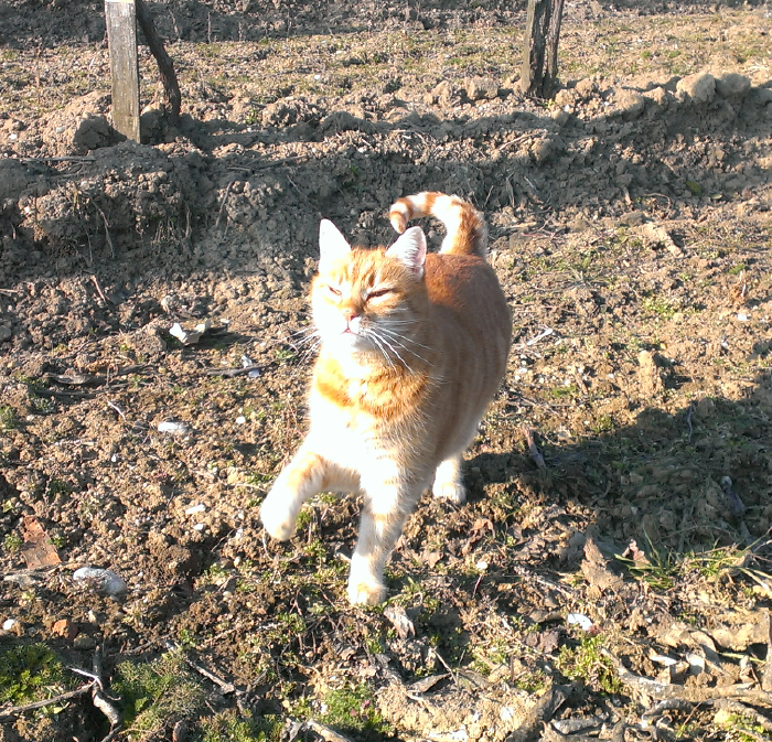 Rot getiegerte Katze streckt die rechte Pfote nach oben.