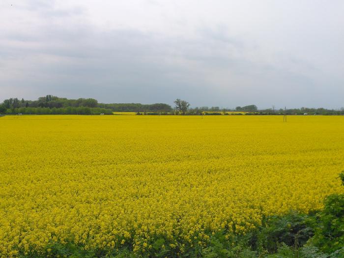 Rapsfeld, ein gelbes Meer.