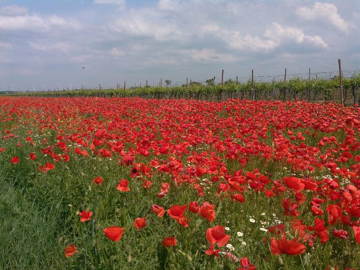 Ein Feld mit Klatschmohn.