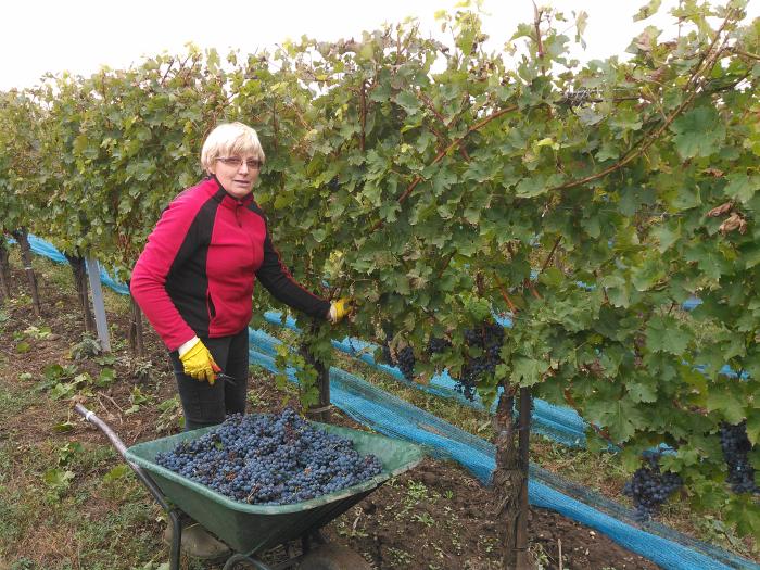 Renate mit einer Scheibtruhe voller händisch geernteter Trauben zwischen den Weinreben.