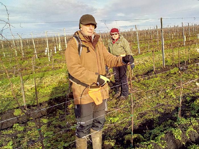 Zwei Personen mit elektrischen Rebscheren bei Wintersonne im Weingarten.