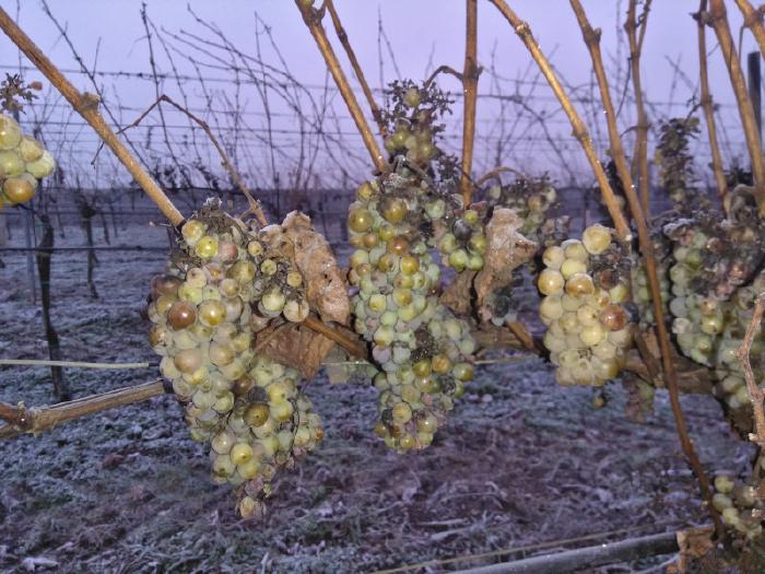 Gefrorene Trauben hängen vor der Eisweinlese im Weingarten.