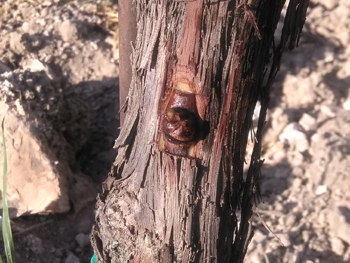 Eine zurechtgeschnittene Knospe wird in eine passende Kerbe seitlich am Rebstock eingesetzt.
