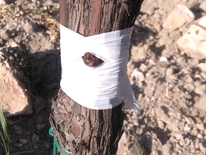 Stamm und Knospe mit dehnbarem Plastikband eng umwickelt.