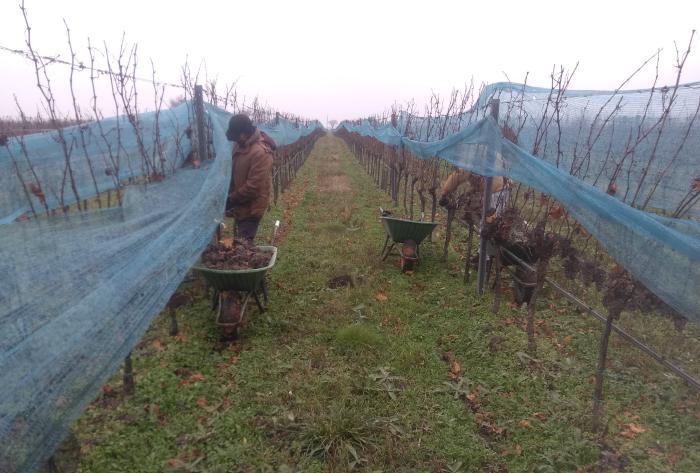 Langgestreckte Rebzeilen die mit Vogelnetzen bedeckt sind. Im Vordergrund stehen Menschen die in Schubkarren ernten und das Netz dazu hochgeklappt haben. Auf den Reben sind keine Blätter mehr zu sehen und die Trauben sind vollkommen von Botrytis befallen.