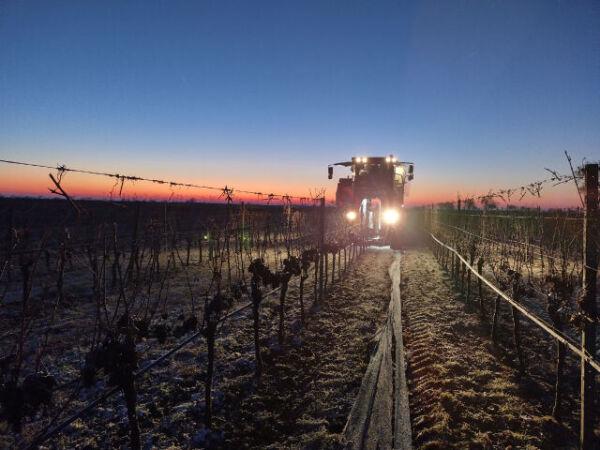 Klare Winternacht in einem Weingarten. Im Hintergrund beginnende Morgenröte, es wird bald hell. Im Scheinwerferlicht sieht man eine Lesemaschine über die blattlosen Reihen fahren.