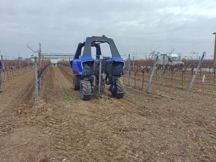 The same robot at work in a row of vines, driving above the vines in its center.