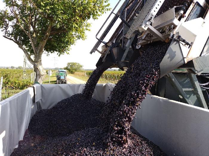 A harvesting machine dumps blue grapes onto a harvesting trailer. In the background, a gravel road, vineyards, trees and a tractor.