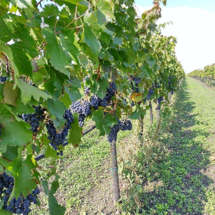 View along a row of vines on a sunny day. Beautiful blue colored grapes hang on the vines. You can see blue sky and green covered ground