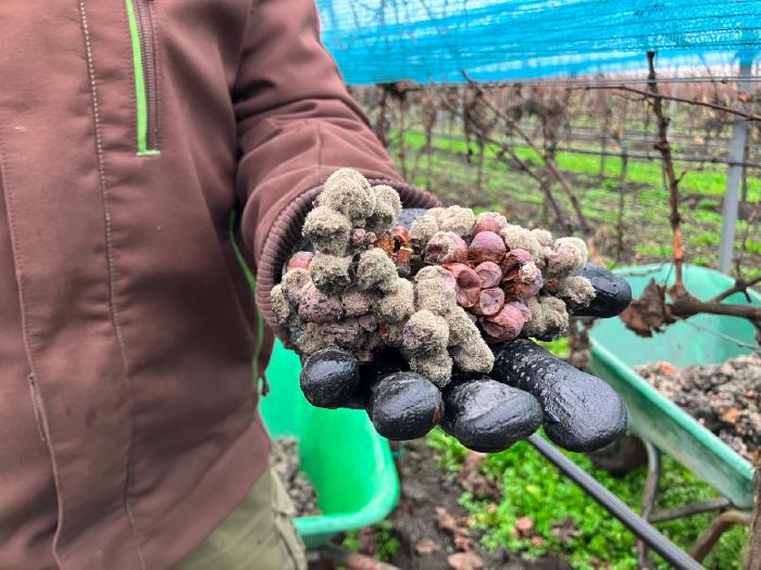 A gloved hand holds a grape completely covered in a fungal lawn up to the camera.