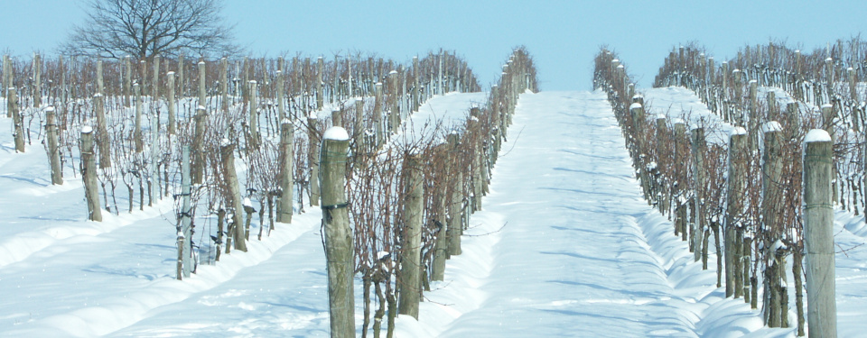 Vineyard in deep snow