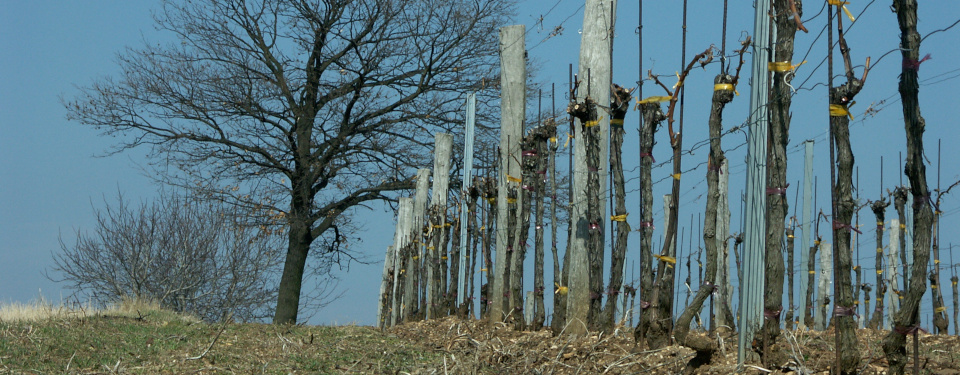 Weinstöcke und Eichenbaum im Frühling vor dem Austrieb