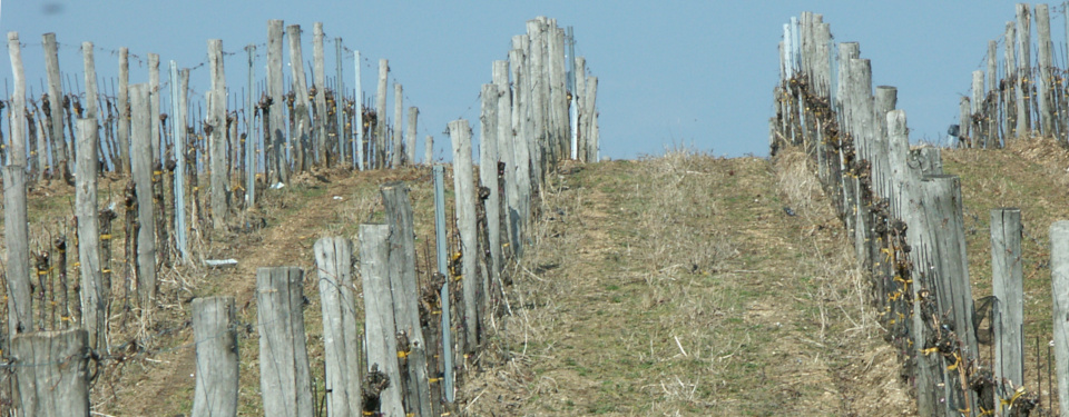 Weingartenreihen im Frühling vor dem Austrieb