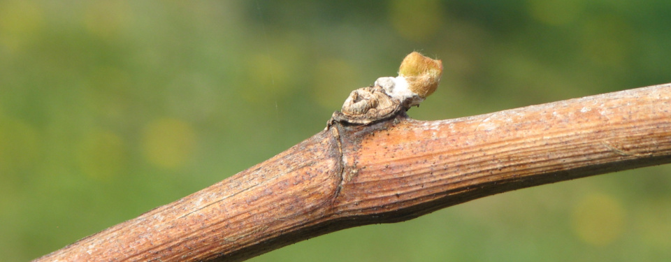 Bursting vine bud