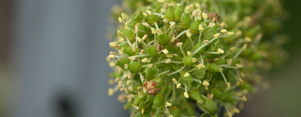 Closeup view of vine blossoms