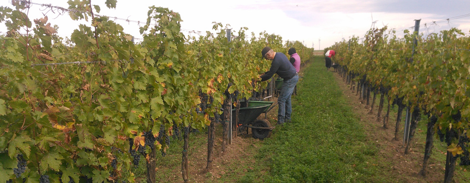 People at manual wine harvest