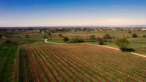 Panorama von Gols, im Vordergrund grüne Weingärten im Frühling, dahinter der Neusiedlersee und ganz hinten das Leithagebirge auf dessen gegenüberliegenden Seite