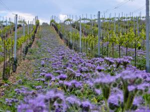 Blühende Gründüngung zwischen den Reihen eines Weinbergs, der im Hintergrund leicht nach oben ansteigt.