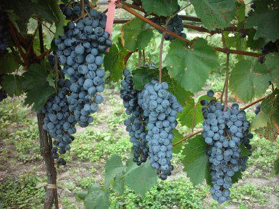 Ripe grapes on a vine.