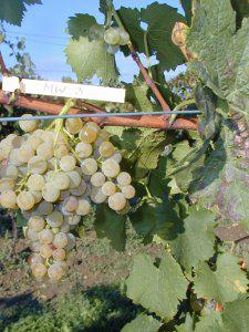 Ripe grapes on a vine.