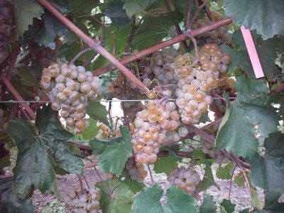 Ripe grapes on a vine.