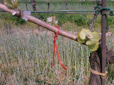 Close up of a vine with fingernail-sized leaves. A red wire is attached to it, which contains the pheromones.