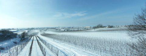 Snow-covered winter vineyards extend on a gentle slope towards the edge of the village of Gols.