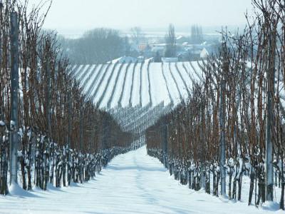 Snow-covered soil, to the left and right of it leafless rows of vines that extend to the edge of the village in the background.