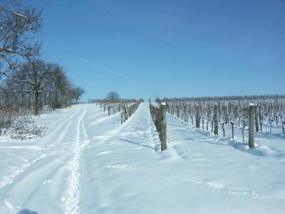 A snowy path with two tire tracks leads up to a hill. To the left of it is a small forest, to the right is a vineyard.