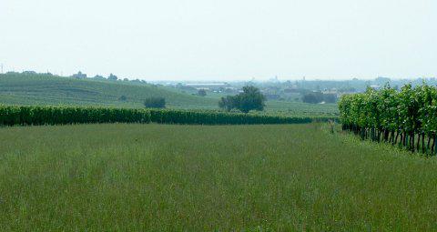 A cornfield with a slight slope. On both sides vineyards with scattered trees. In the distance the houses of Gols can be seen.