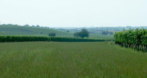 A cornfield with a slight slope. On both sides vineyards with scattered trees. In the distance the houses of Gols can be seen.