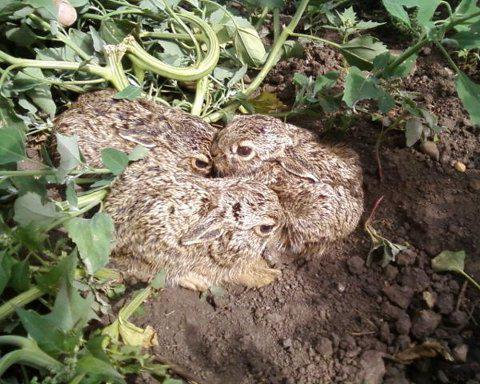 Three small hares hide huddled closely together on the ground between the leaves of green herbs.