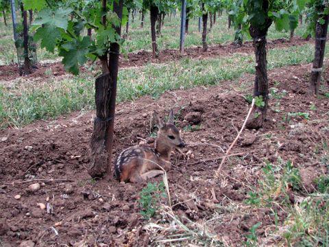 A very small fawn rests next to the stem of a vine and raises its head.