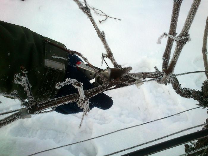 Close-up of a hand with secateurs cutting a vine covered with ice.