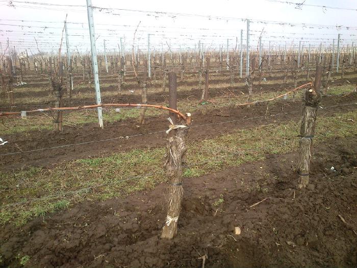 Vines where the single shoot left over from pruning has been tied horizontally to the wire.