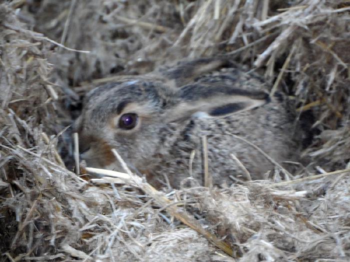 Close up of a young hare hiding in the low plant growth.