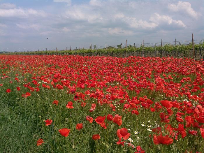 A corn poppy field.